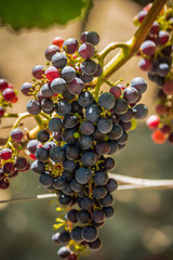 Vignes du Médoc (Gironde, France)