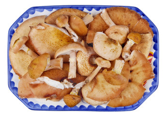 Shitake real forest tree mushrooms on clay plate. Isolated