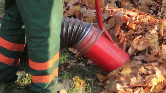 worker vacuuming fall foliage