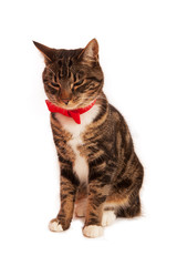 SittingTabby cat looking down, wearing red bow tie, isolated against white background