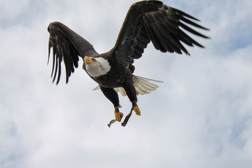 Fototapeta na wymiar Eagle flying through the sky.