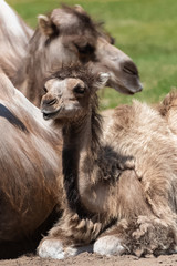Fototapeta premium Bactrian camel, funny baby lying 