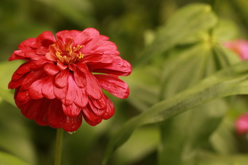 Top view of zinnia flower in the garden