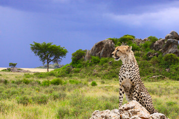 Photo of cheetah / Landscape-bizarre rocks with Cheetah on Savannah background
