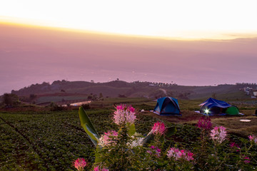 Tent and Tarenaya hassleriana flower On top of the mountain.