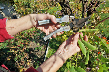The farmer elderly woman   tearing ripe bean pods   for  branches  with pruner and hands.