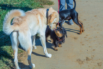 Hunde begrüßen sich beim Auslauf