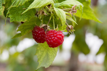 Rubus idaeus (red rasberry) fruit close up