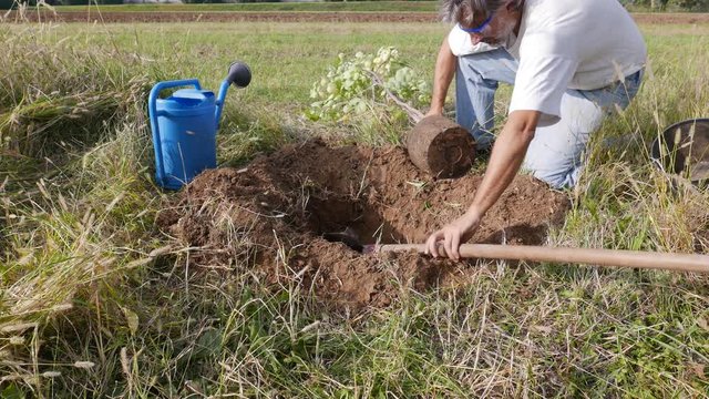 man working in the garden planting apricot tree