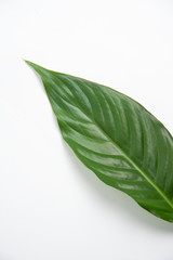 Blatt von einer Pflanze und weißer Hintergrund