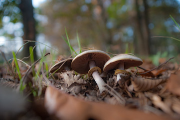 Falling season autumn