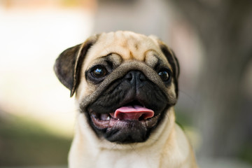 Cute portrait of a puppy pug. Puppy pug outdoors. Pug play in the park.