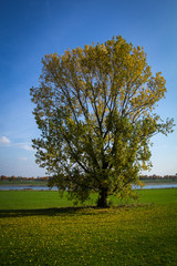 Einzelner Baum im Herbst vor blauem Himmel