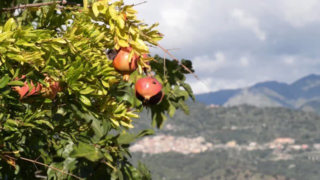Farfalle si posano sui frutti del Melograno maturi ed aperti al caldo sole