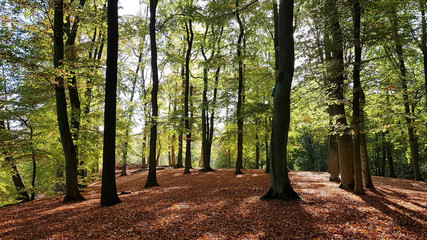 Autumnal beech forest in backlight 