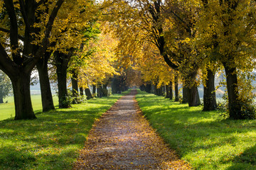 Fototapeta na wymiar Spaziergang durch die Baumallee im Herbst