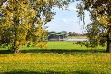 Im Herbst am Rheinufer mit Blick auf die Brücke