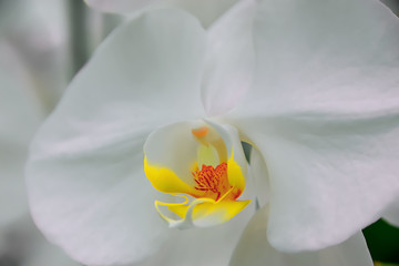 Orchids are blooming to reveal the inner pollen.