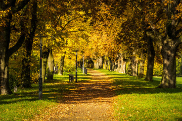 Spaziergang durch die Baumallee im Herbst
