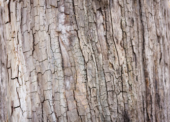Dry brown tree bark texture background