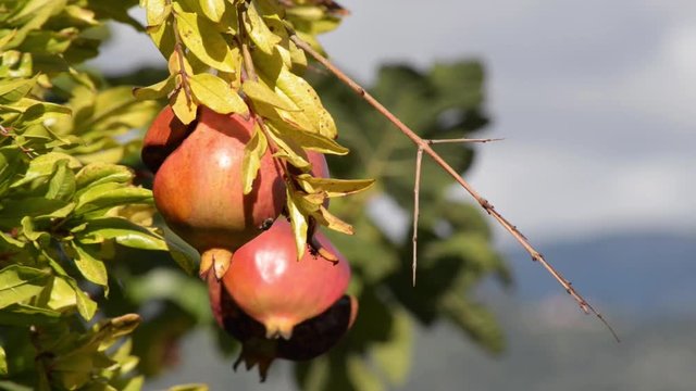 frutti maturi del Melograno ancora sull'albero mossi da una leggera brezza