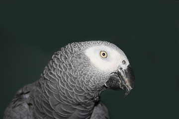 Profile portrait of an African Grey Parrot
