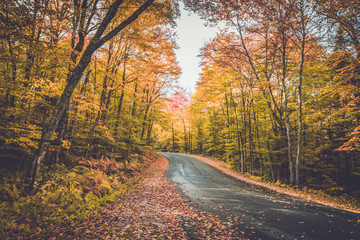 Naklejka na ściany i meble County Route 3 surrounded by brilliant fall foliage in Long Lake NY, ADK Mountains