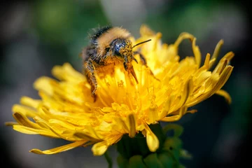 Fotobehang  Bumblebee collects pollen from the yellow flower. Macro   Bumblebee in pollen. © Maksim
