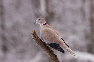 Collared Dove sitting on Branch in falling snow