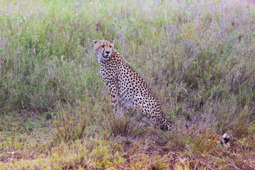 Photo of cheetah / Photo cheetah in the Savannah Ngorongoro