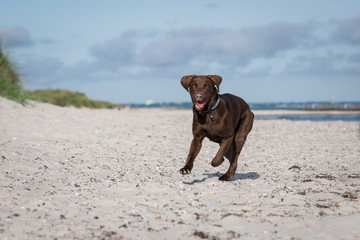 Labrador spielt am Strand