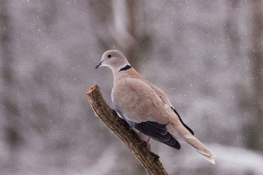 Collared Dove sitting on Branch in falling snow