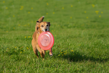 Hund mit Frisbee im Maul