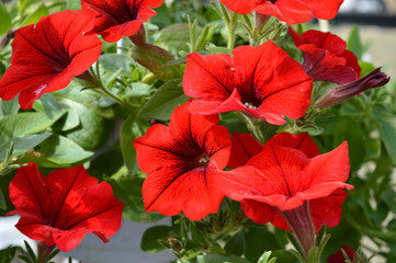 red flowers in the garden petunia