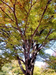 Obraz premium 秋の欅