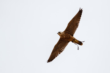 Halcón peregrino en vuelo. Falco peregrinus.