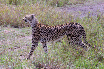Photo of cheetah / Photo cheetah in the Savannah Ngorongoro