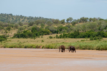 African elephants walking in dry riverbed