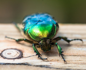 green beetle on a piece of wood