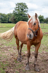 Fototapeta premium Cheval de race comtoise
