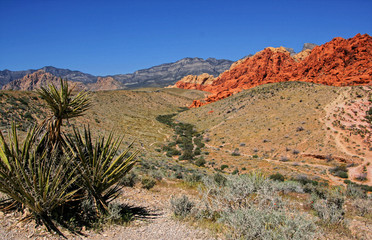Red Road canyon entrance road and cactus