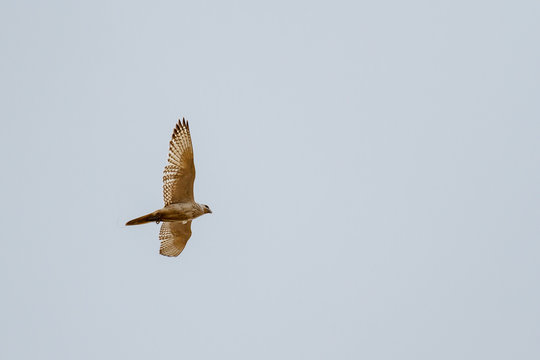Halcón gerifalte en vuelo. Vista inferior. Falco rusticolus.
