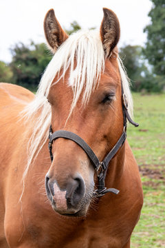 Cheval de race comtoise en gros plan