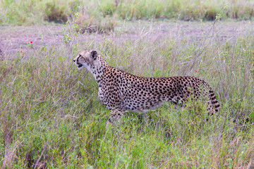 Photo of cheetah / Photo cheetah in the Savannah Ngorongoro