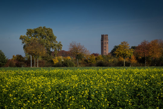 Rapsfeld mit altem Turm