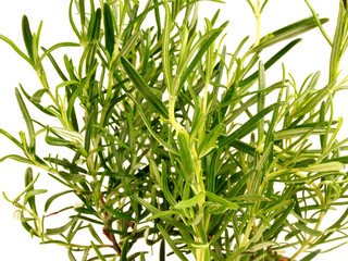 ROSEMARY
