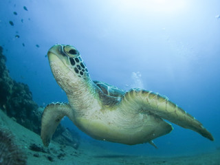 sea turtle with close up lens