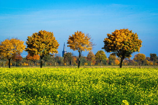 Blick vom Rapsfeld auf das entfernte Dorf