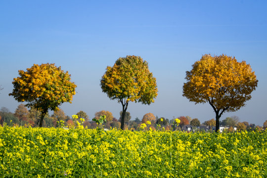 Drei B&auml;ume hinterm gelben Rapsfeld