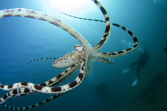 Mimic Octopus With Scuba Diver